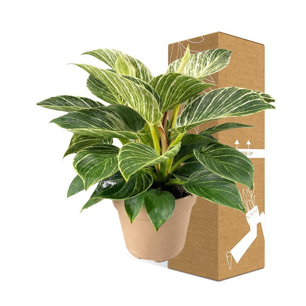 Plante d'intérieur - philodendron birkin 30.0cm