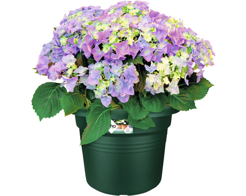 elho Green Basics Cilinder plantenpot, kunststof, Ø 39 cm, H 29,5 cm, groen