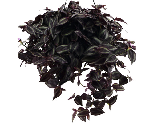 FloraZelfhangende plantenbakset, Tradescantia 'Jewel Red', hoogte inclusief pot 20-25 cm, potdiameter 17 cm