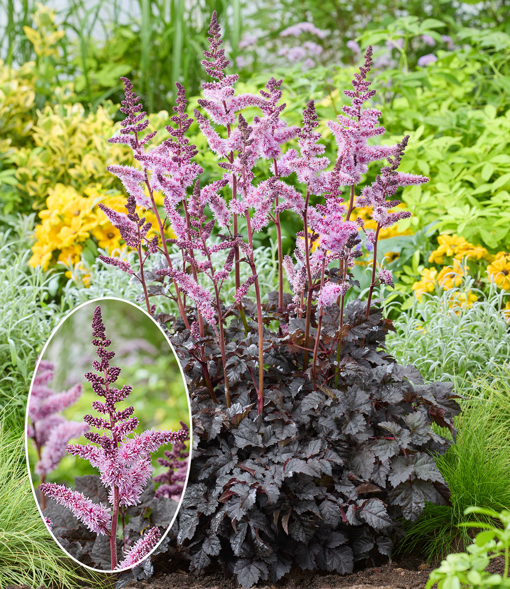 Astilbe 'Dark Side of the Moon®'