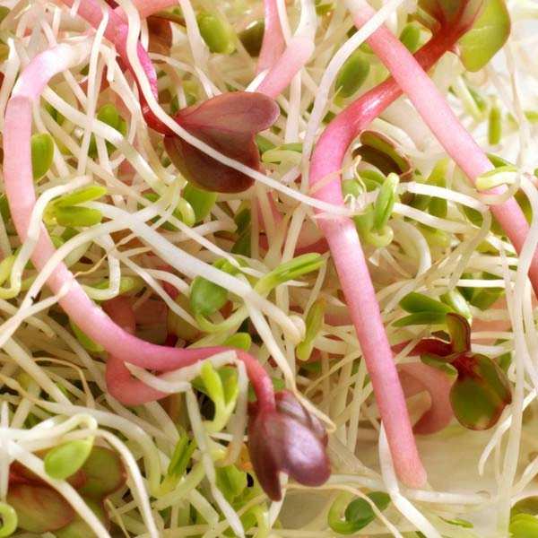Alfalfa, trèfle et radis bio - Graines à germer