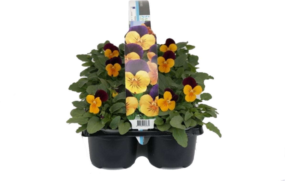 Hoornviool (Viola cornuta) sixpack oranje paars D 9 H 10 cm