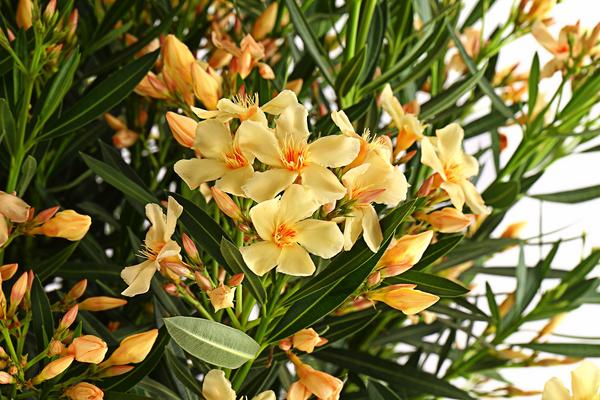 Oleander, Solitärbusch, verschiedene Farben