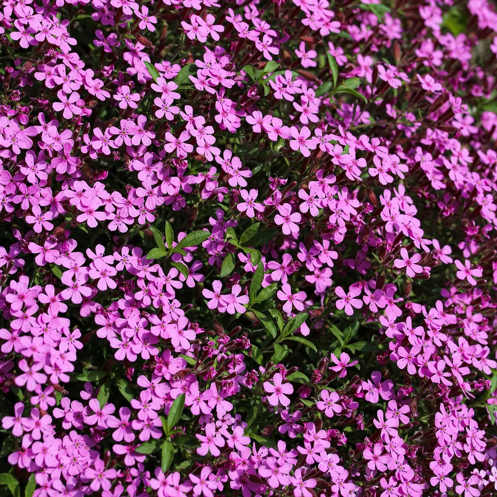 Saponaria ocymoides Krypsåpeurt Ø11 cm