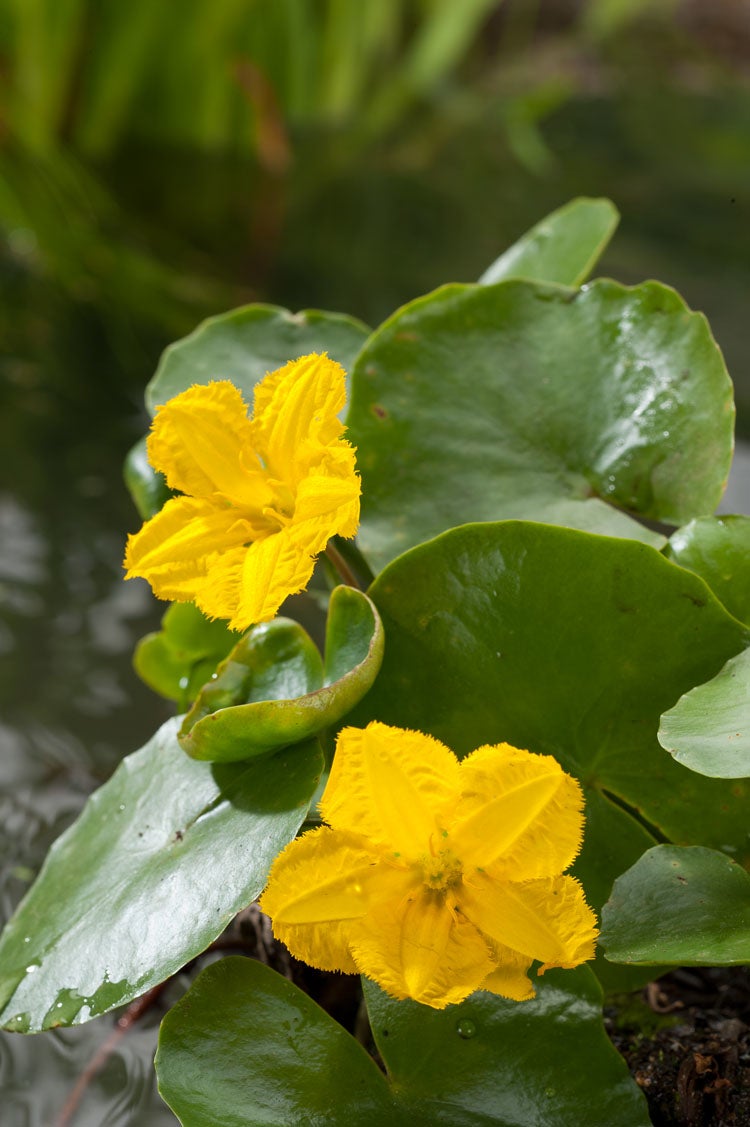 Watergentiaan (Nymphoides peltata) D 11 H 22 cm