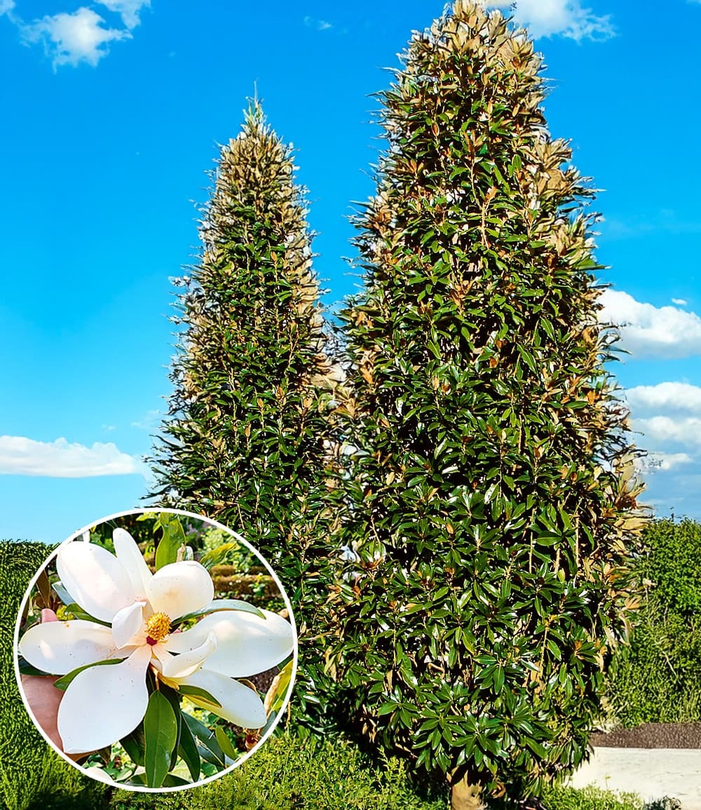 Immergrüne Magnolie 'Alta®'