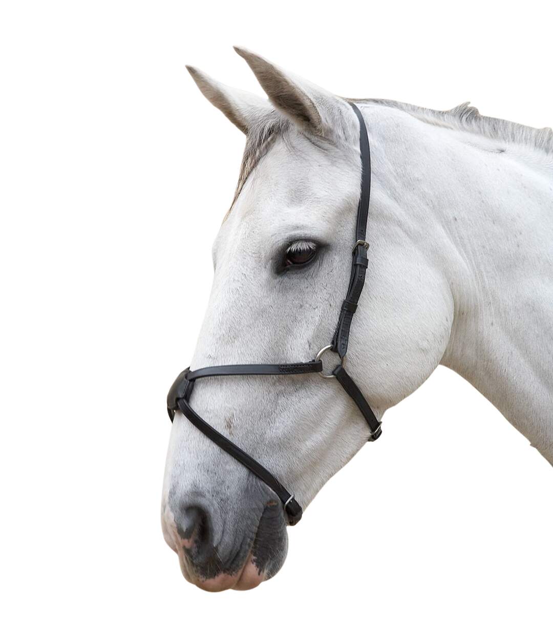 Hy - Muserolle croisée pour chevaux (Noir) (Cob) - UTBZ379
