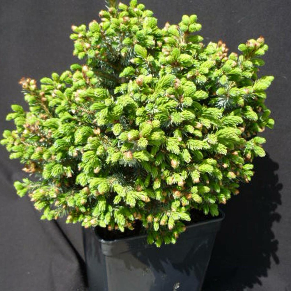 Épicéa de serbie omorika nana/picea omorika nana[-]pot de 3l - 20/40 cm
