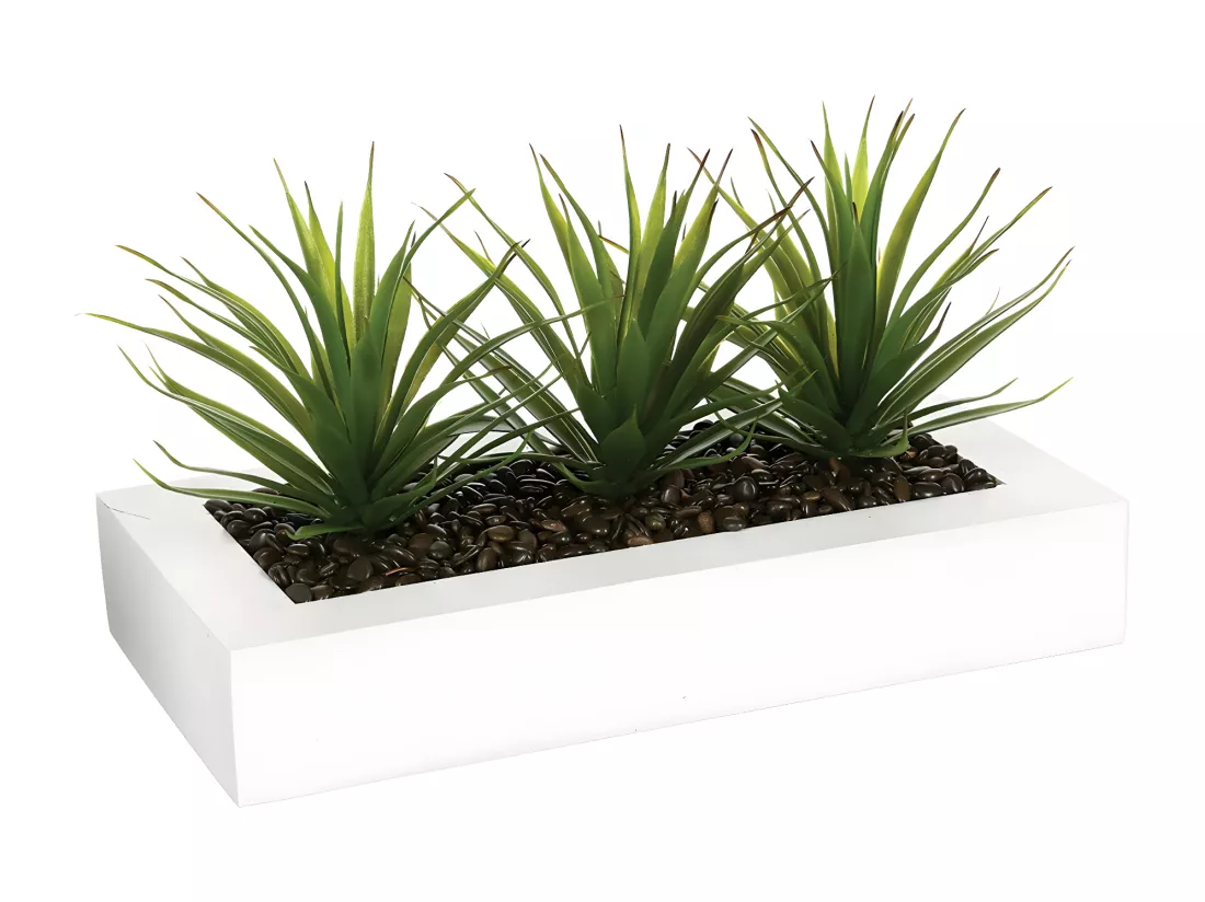 Centre de Table Aloe Vera 