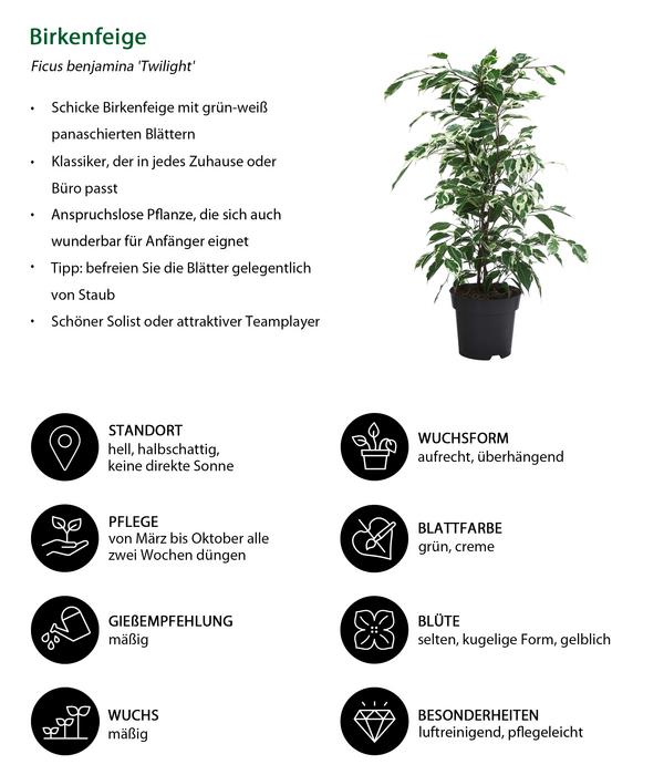 Zimmerpflanzen-Set Weißbunt, 3-teilig