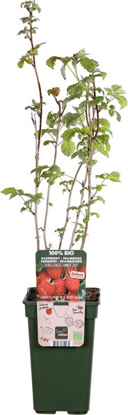 Framboos (Rubus idaeus 'Summer Chef') D 19 H 50 cm