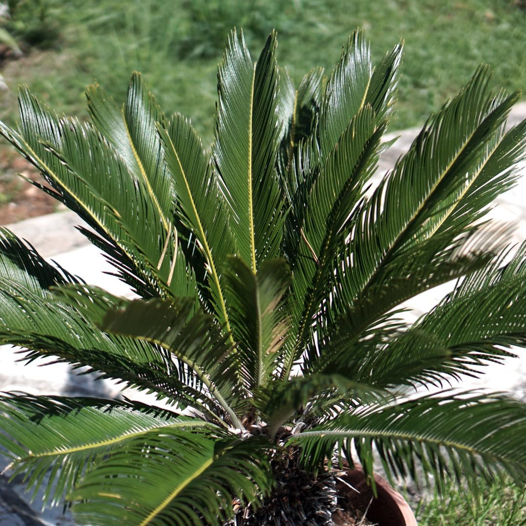 Cycas Revoluta Zierpflanze - auf Topf von 20 Höhe 80 cm