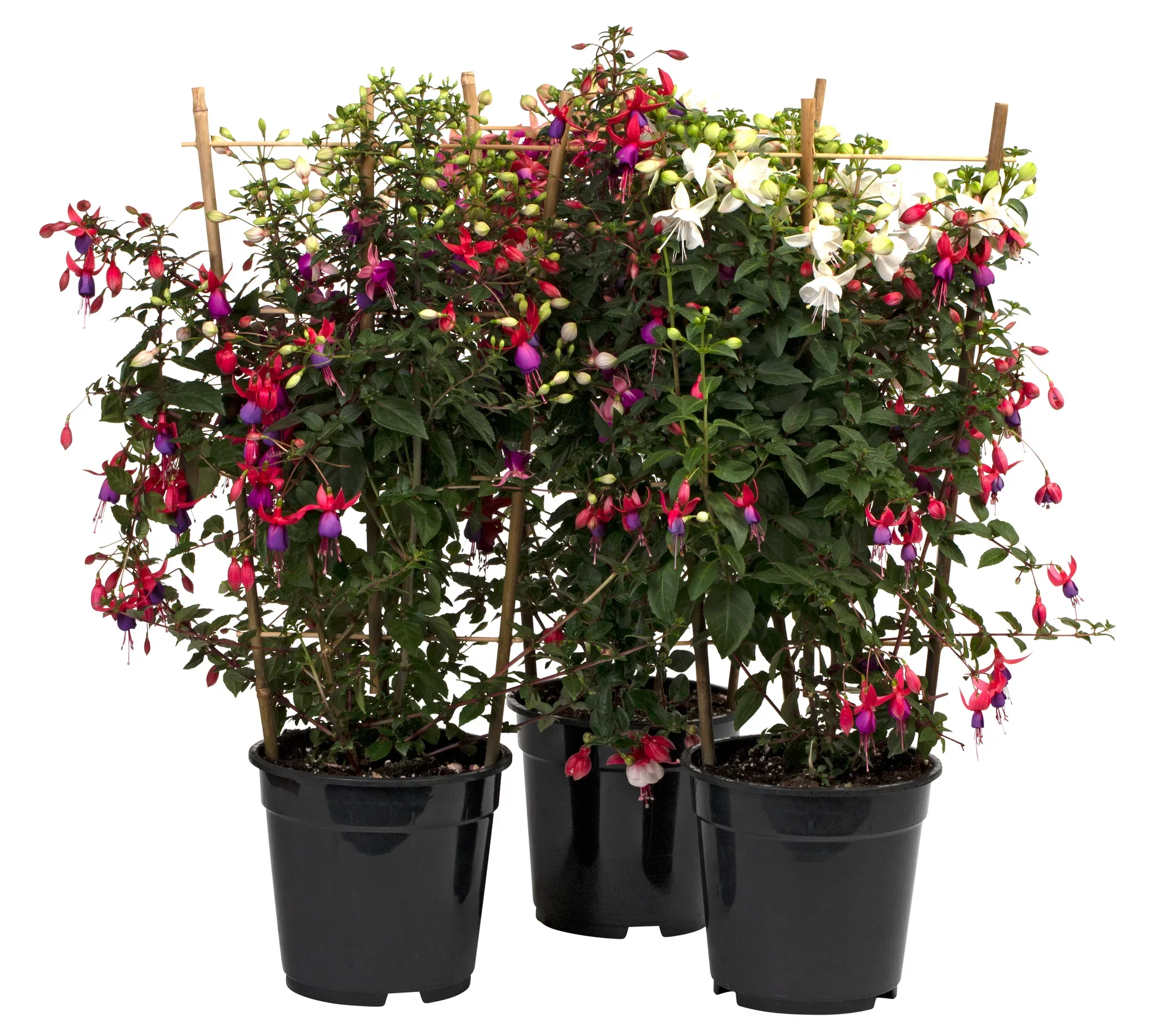 Fuchsia spalier 19 cm Fuchsia espalier Ø19 cm