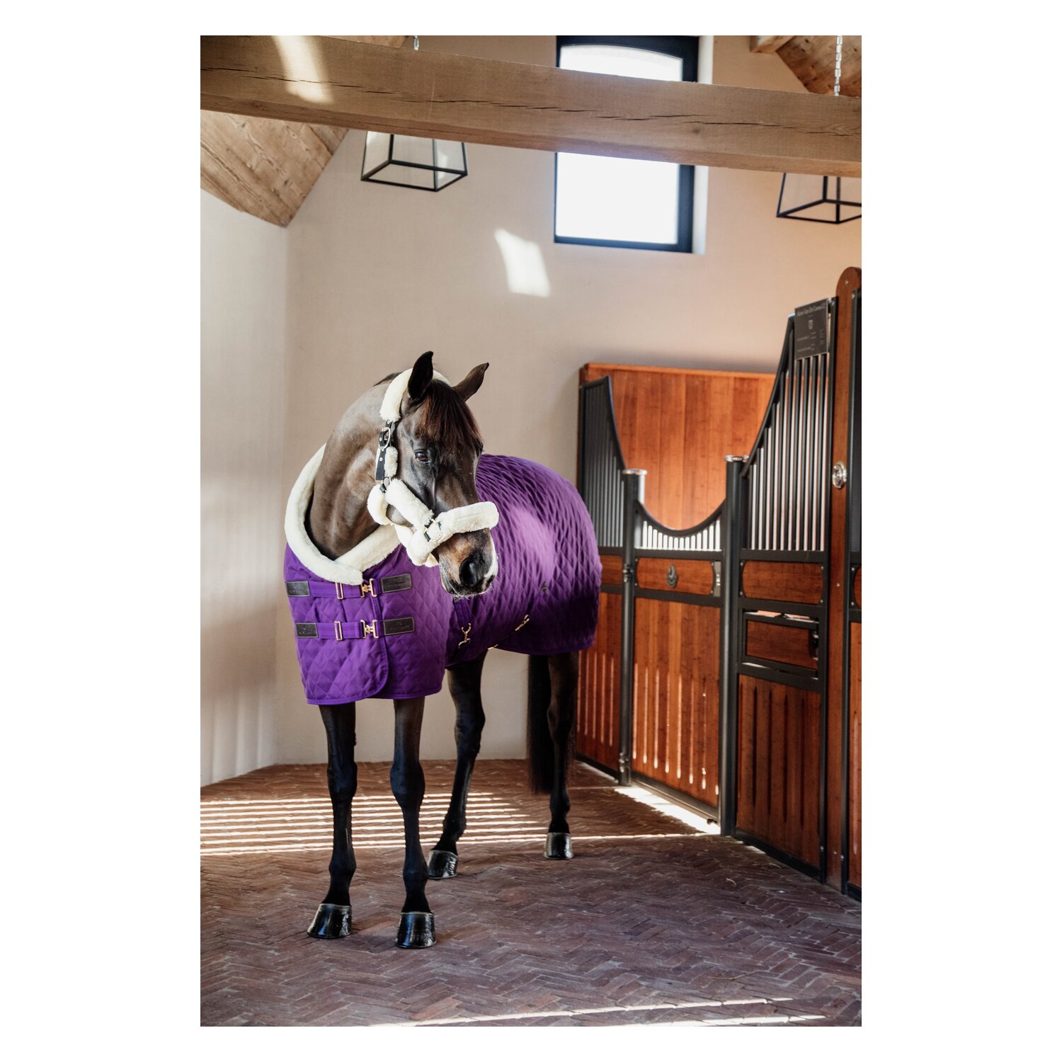 KENTUCKY Show Rug - purple royal
