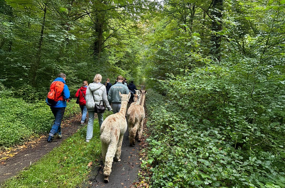 Alpaka Wanderung Ennigerloh