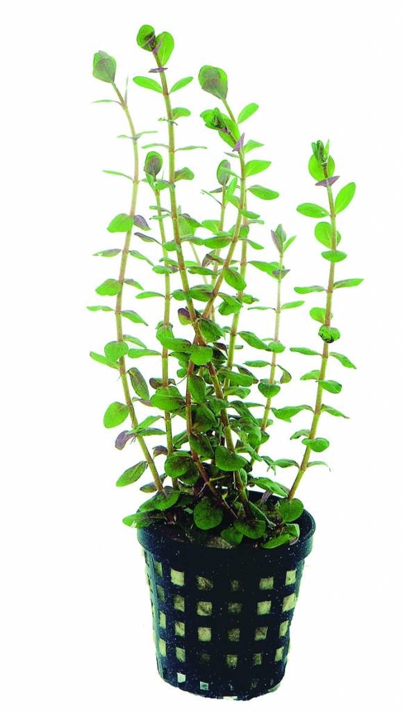 AquastoreXL Plantenpakket Rood