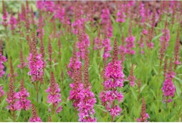 Kattenstaart (Lythrum salicaria 'Robert') D 9 H 10 cm