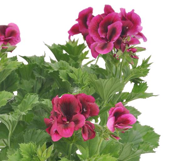 Edelgeranie 'Edle Schönheiten', verschiedene