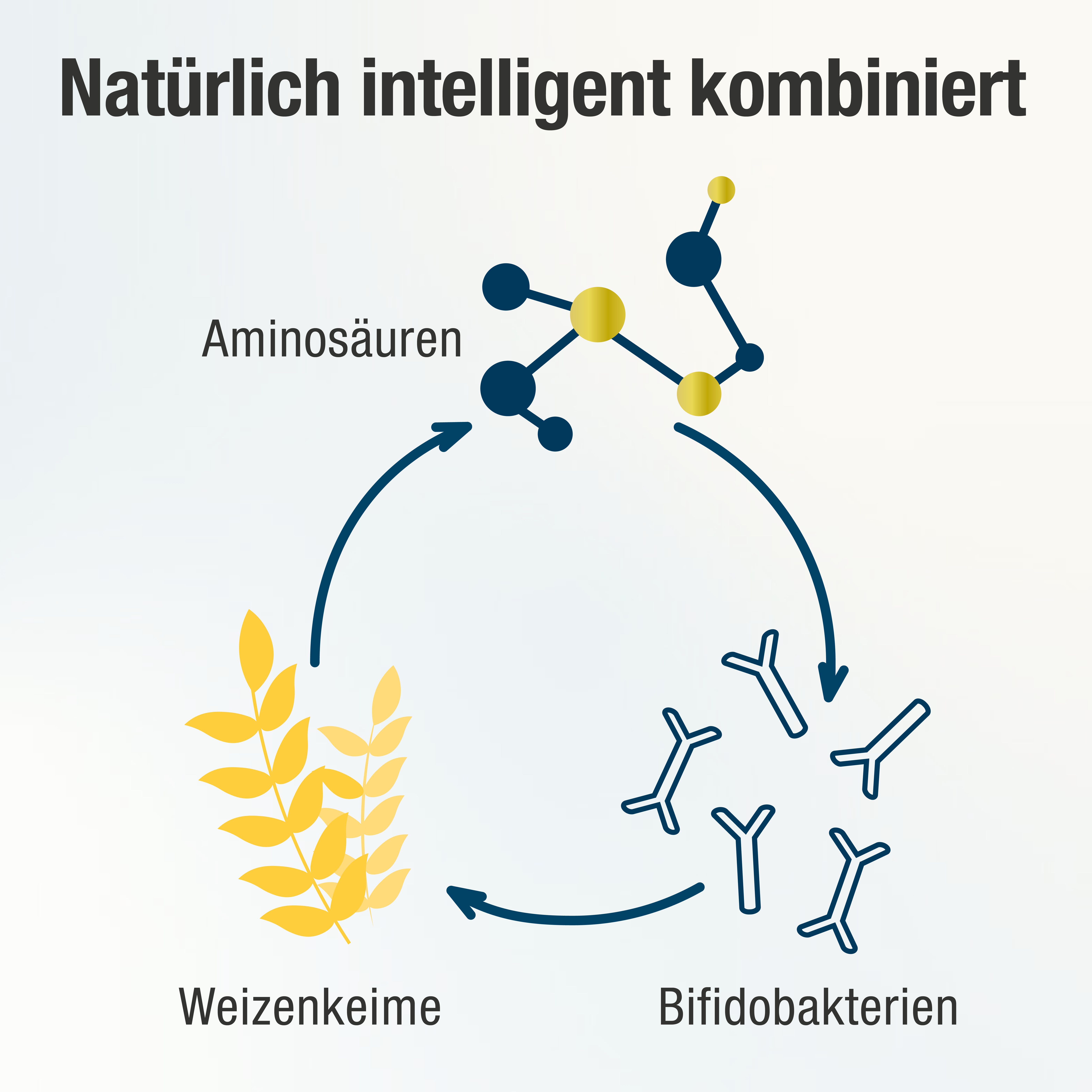 SPERMIDIN PLUS