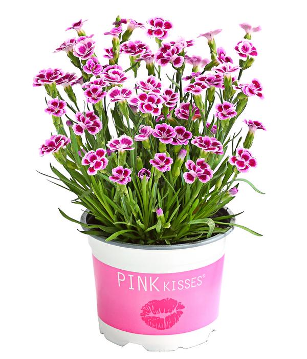 Garten-Nelke 'Pink Kisses®'