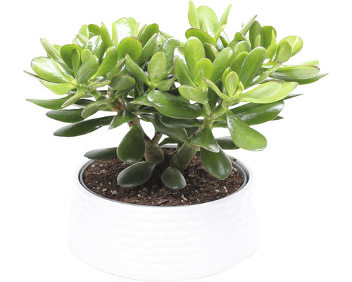 Crassula 'Magical Tree' (Geldboom) FloraSelf, ca. 35 cm hoog, potdiameter 22 cm, 35-jarig jubileum FloraSelf-editie