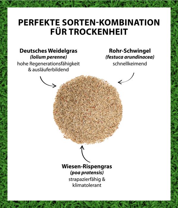 Dehner Saatgut Trockenrasen