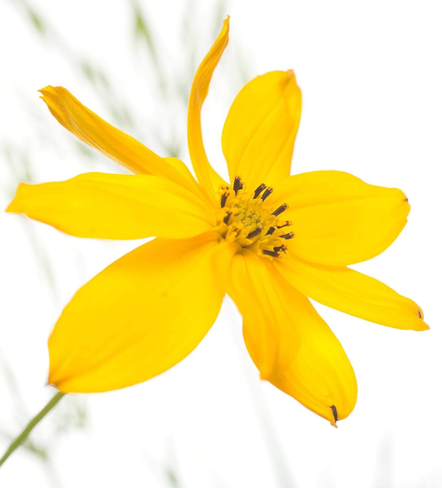 Meisjesogen (Coreopsis verticillata) D 11 H 10 cm