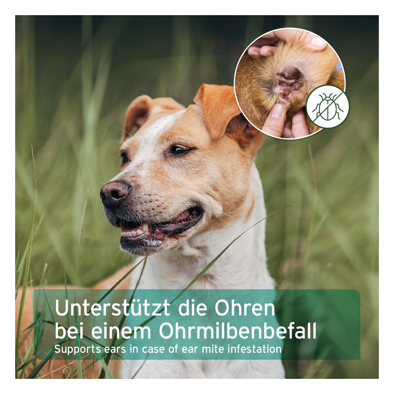 AniForte Ohrmilbenöl 20ml