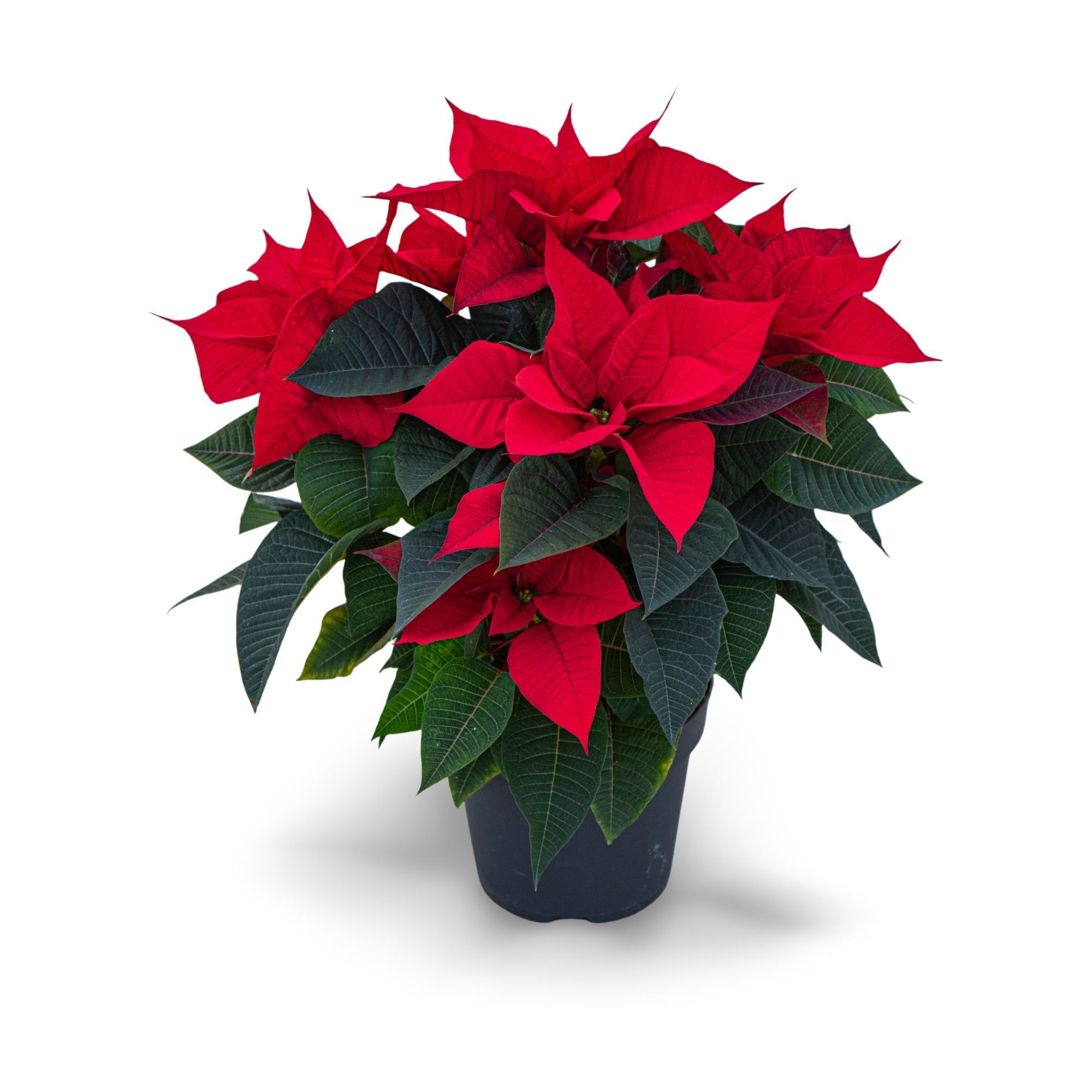 Kerstster (Euphorbia Pulcherrima) - Kamerplant - 17 cm