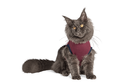 Jacketz Medical Body Suit voor Katten | Maat X-Small | 11771.2