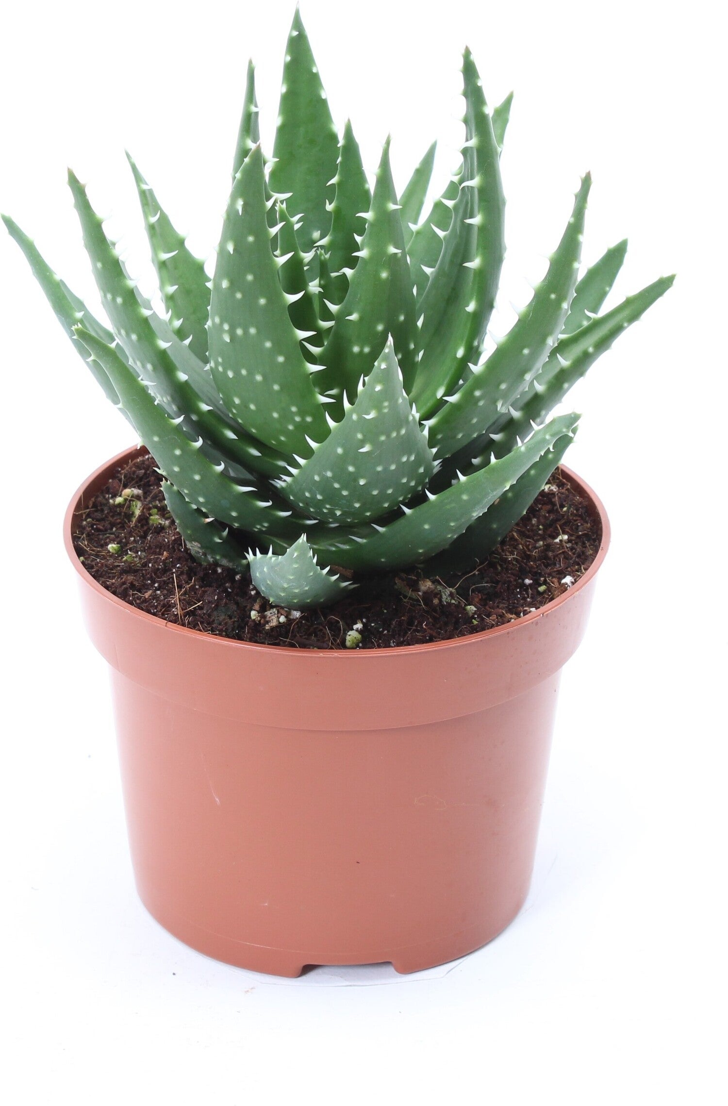 Aloe (Aloe melanacantha 'Jaws') D 12 H 15 cm