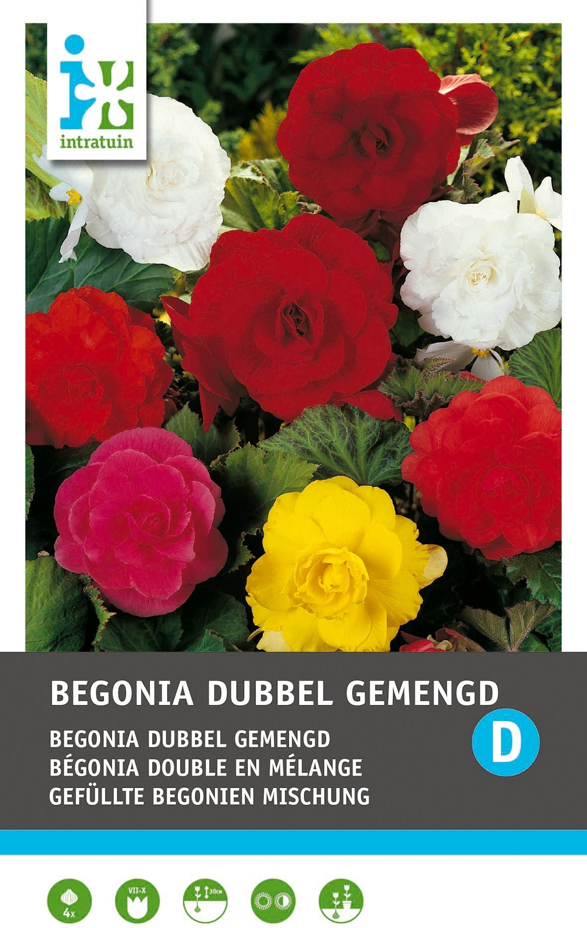 Intratuin Begonia knol (Begonia grandiflora) gemengd 3 stuks