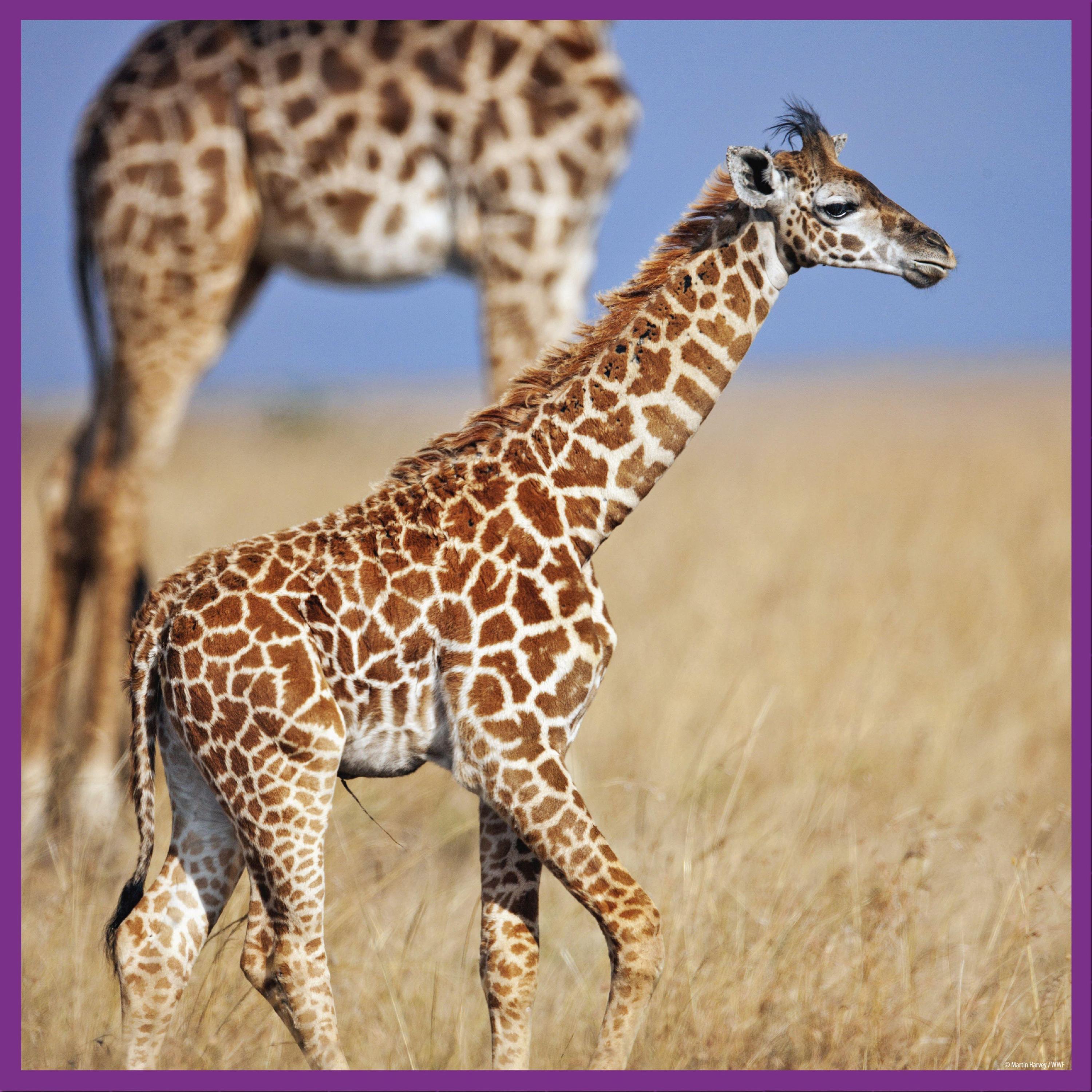 Giraffen 100 Teile (Puzzle)