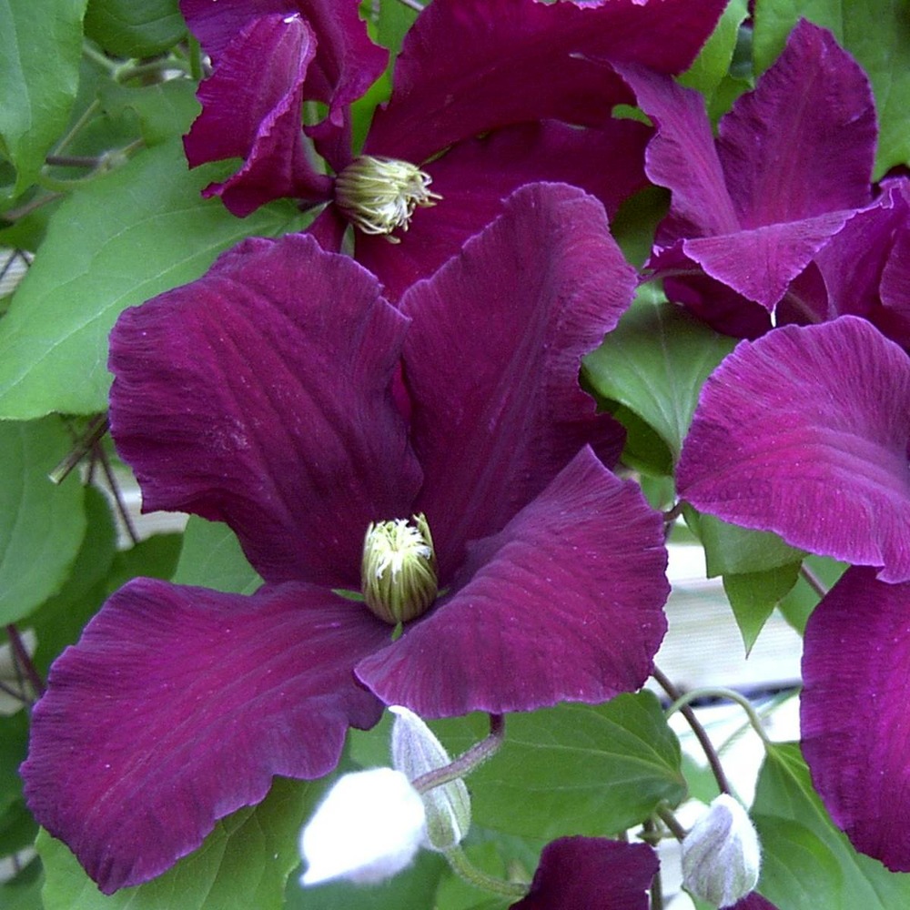 Clématite warsaw nike/clematis warsaw nike[-]pot de 3l - echelle bambou 60/120 cm
