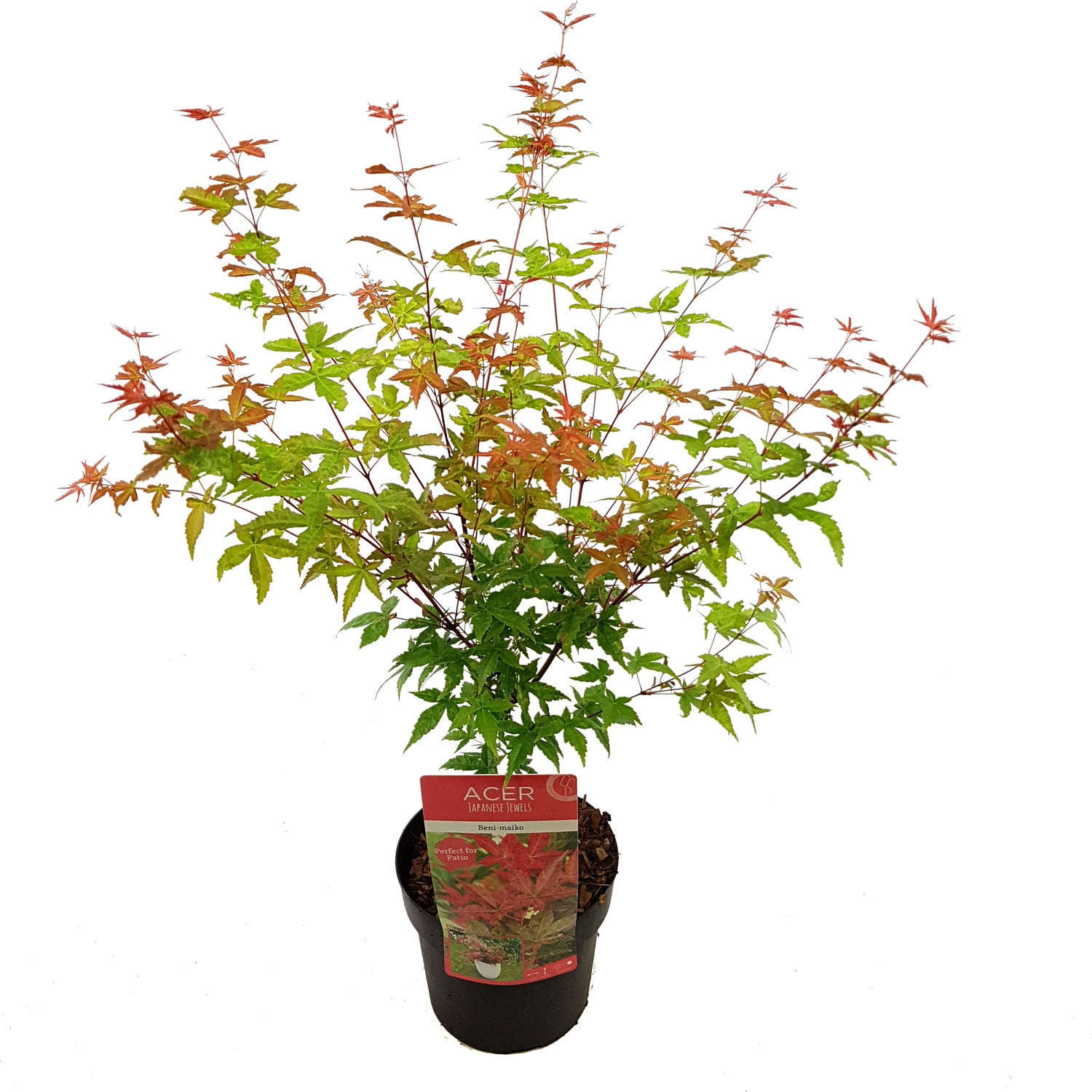 Japanse Esdoorn (Acer palmatum 'Beni-Maiko') D 19 H 40 cm