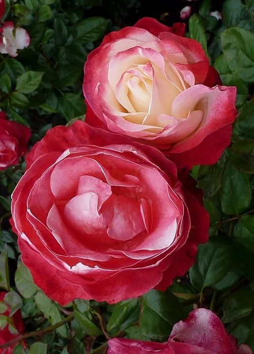 Rosa (Hybrid Tea Rose Group) NOSTALGIE ('Taneiglat') Silkrose 'Nostalgie' Ø27 cm