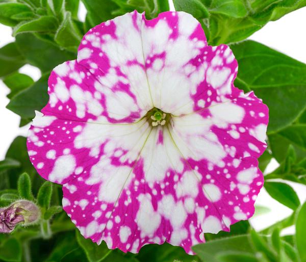 Hängepetunie 'Pink Sky'