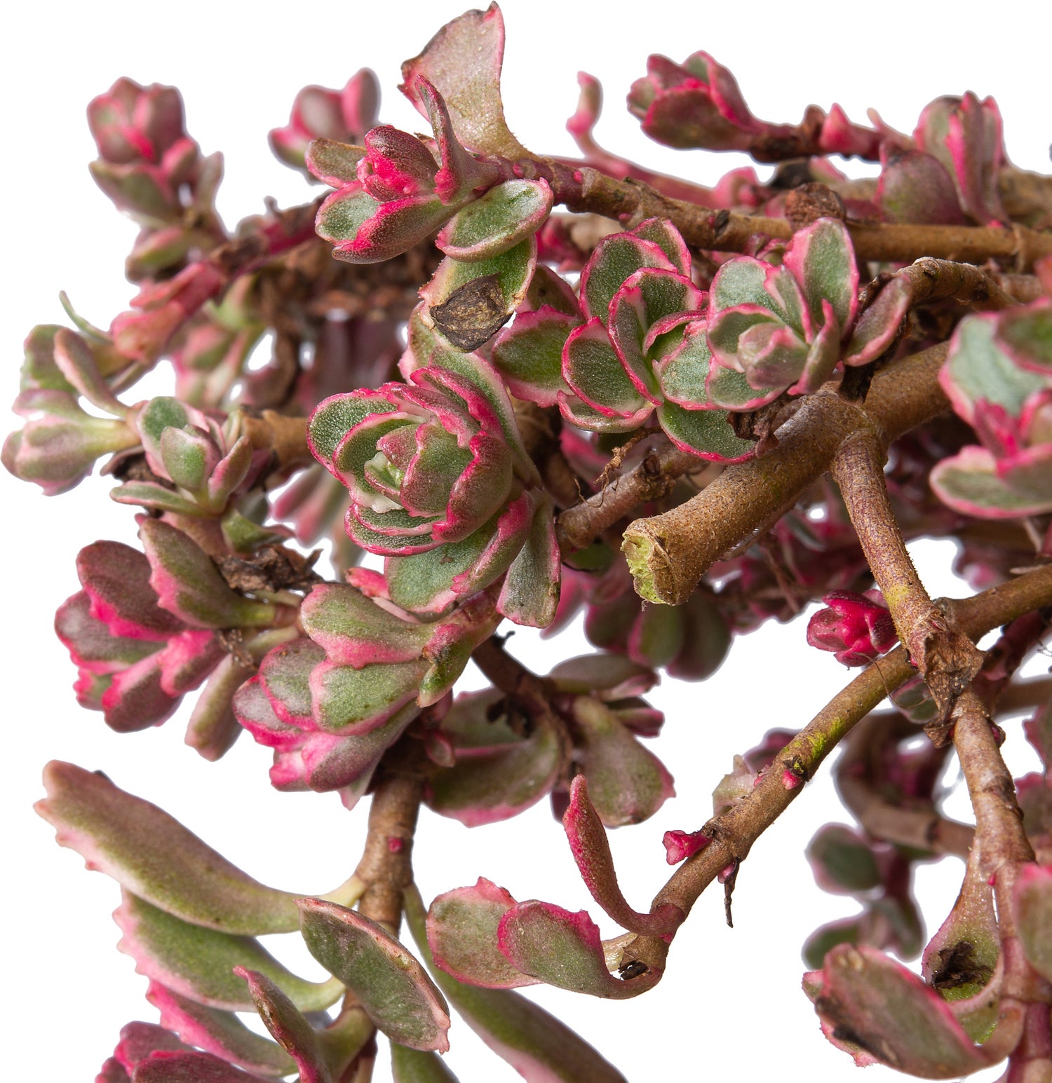 Vetkruid (Sedum spurium 'Variegatum') D 9 H 10 cm