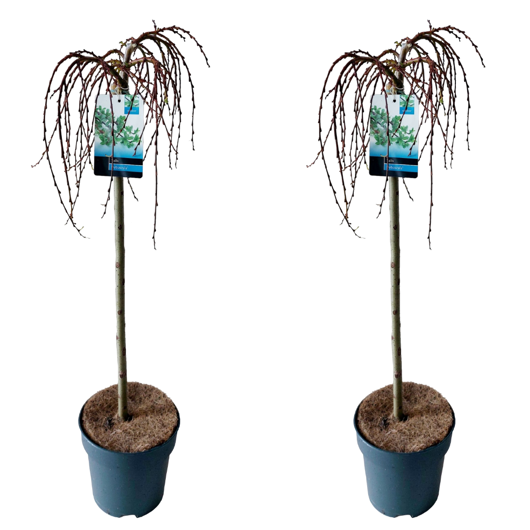 Salix arbuscula - saule nain - lot de 2 - arbre - ⌀19 cm - hauteur 80-90 cm