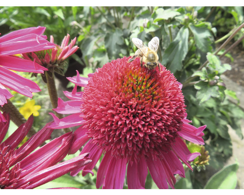 Zonnehoed Mix FloraSelf Echinacea purpurea H 30-40 cm Co 5 L diverse soorten