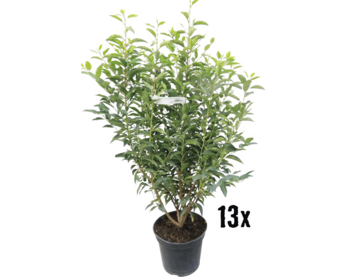 Portugese laurier FloraSelf Prunus lusitanica H 80-100 cm Co 10 L Minimale bestelhoeveelheid 13 stuks voor ca. 5 m haag