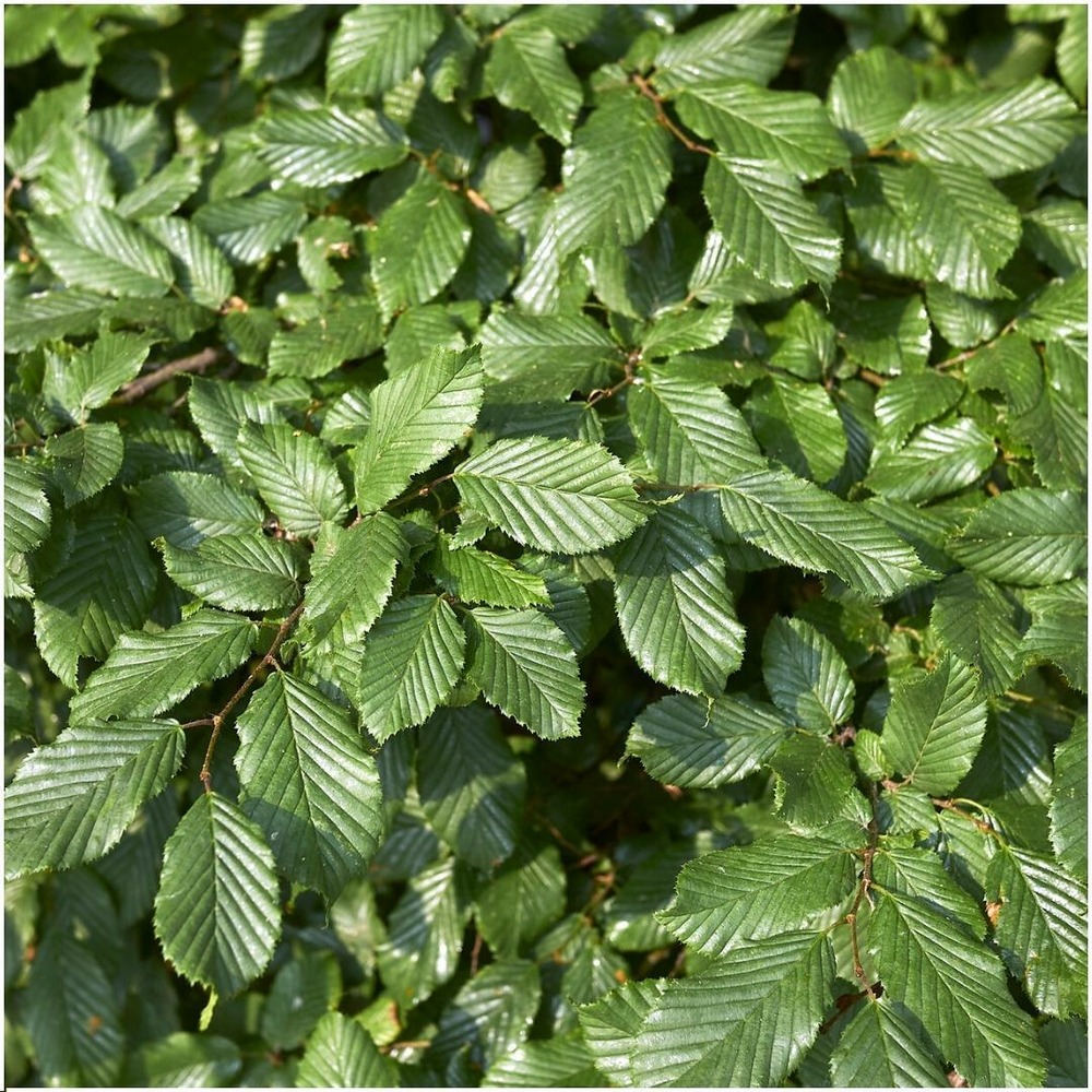 Carpinus betulus - lot de 6