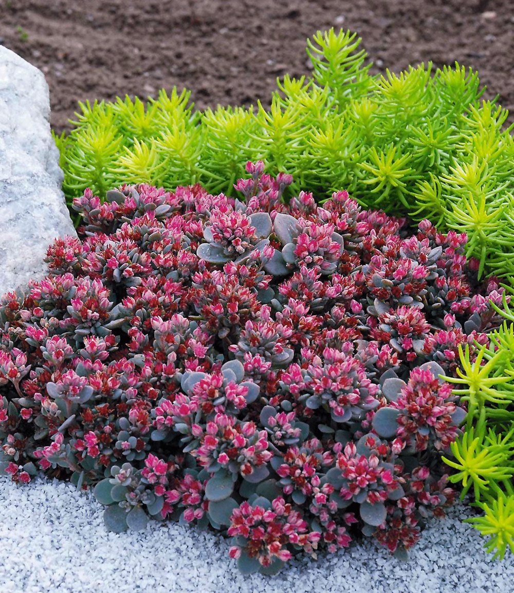 Winterhartes Stauden-Sonnenbeet