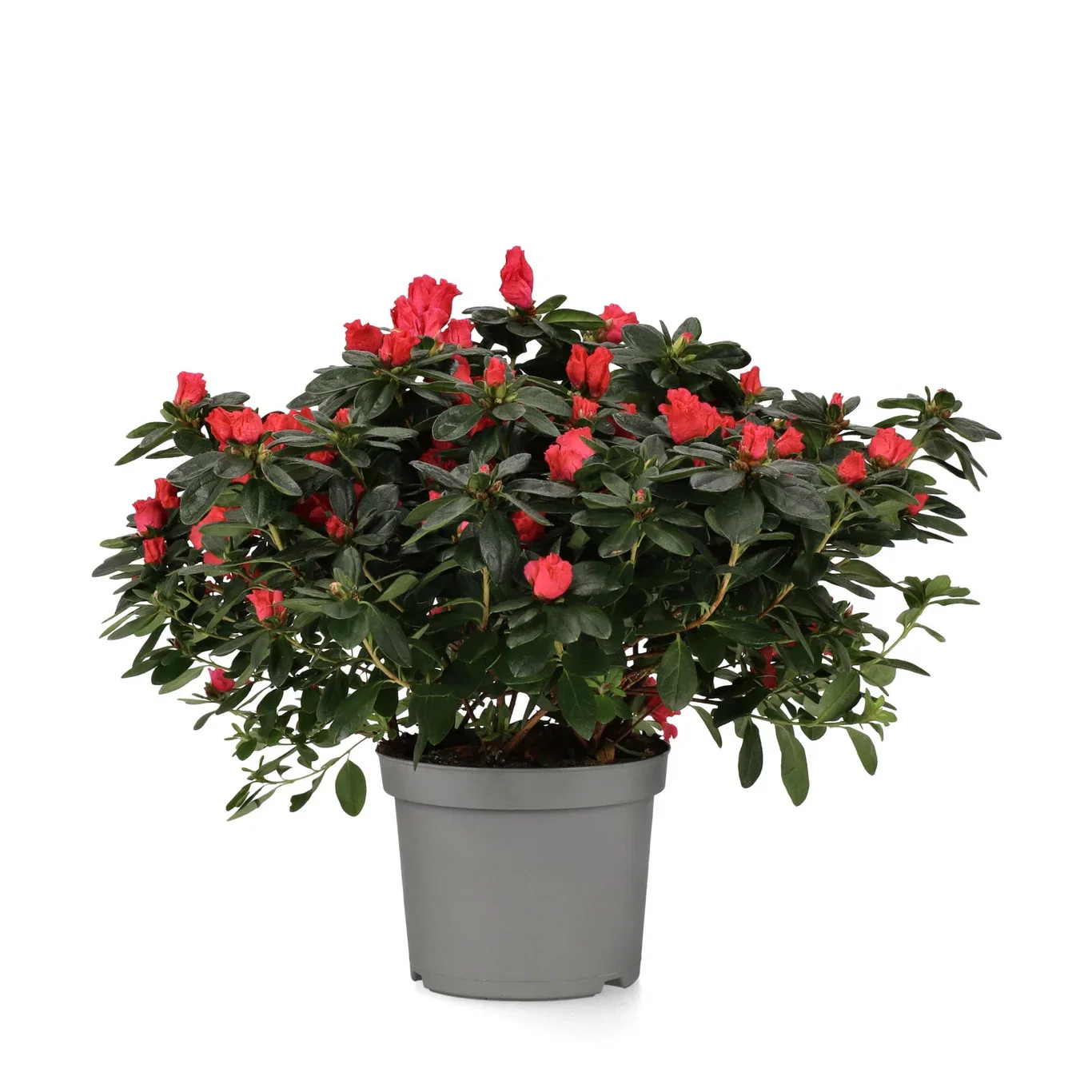 Rhododendron simsii Asalea Ø17 cm