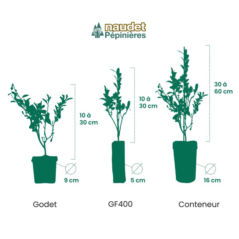Goyavier 'fraise' bio - godet 9cm