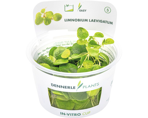 Kikkerbeet - Limnobium laevigatum In vitro