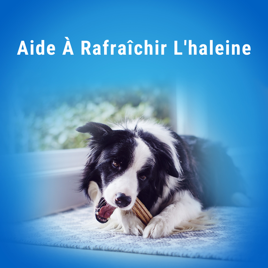Multipack bâtonnets à mâcher pour chien moyen x42