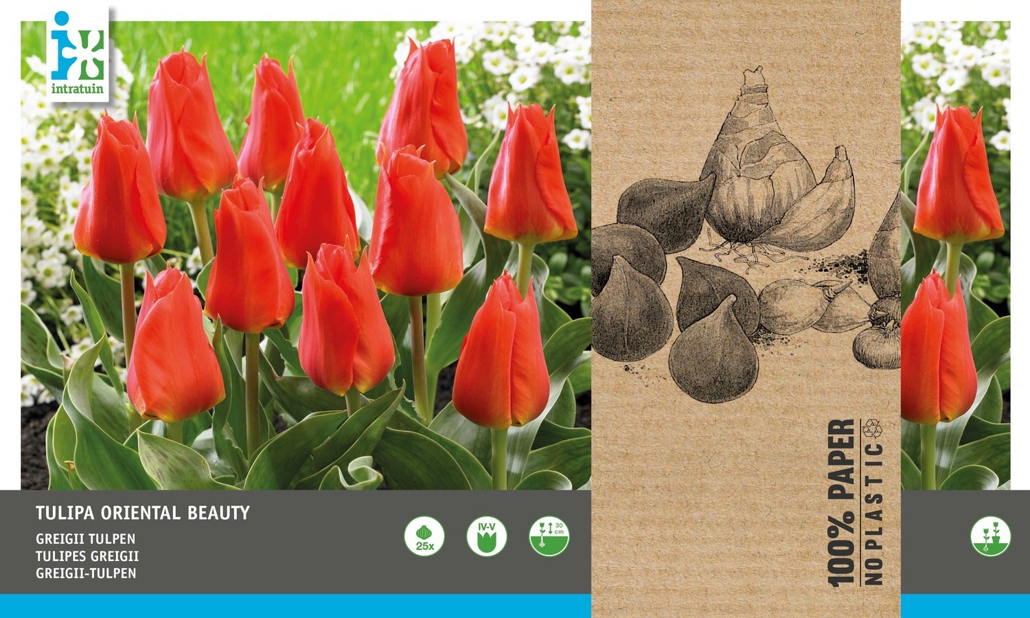 Intratuin bloembollen Tulp (Tulipa 'Oriental Beauty')25 stuks