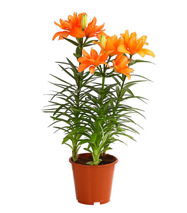 Lilie - Lilium-Hybriden, verschiedene Farben