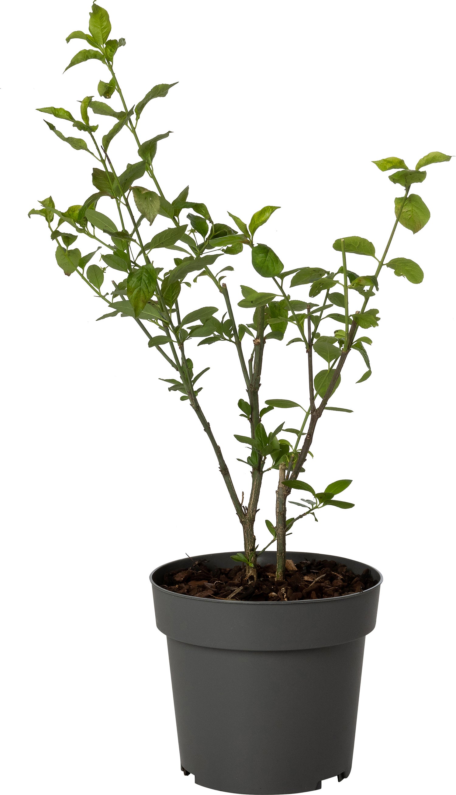 Kardinaalsmuts (Euonymus europaeus) D 19 H 30 cm